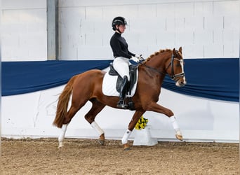 German Riding Pony, Stallion, 4 years, 14,2 hh, Chestnut-Red