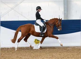 German Riding Pony, Stallion, 4 years, 14,2 hh, Chestnut-Red