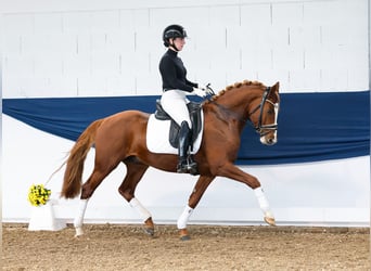 German Riding Pony, Stallion, 4 years, 14,2 hh, Chestnut-Red