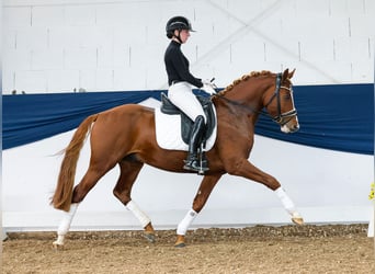 German Riding Pony, Stallion, 4 years, 14,2 hh, Chestnut-Red