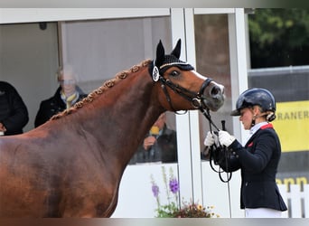 German Riding Pony, Stallion, 4 years, 14.2 hh, Chestnut-Red