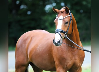 German Riding Pony, Stallion, 4 years, 14.2 hh, Chestnut-Red