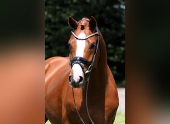 German Riding Pony, Stallion, 4 years, 14.2 hh, Chestnut-Red