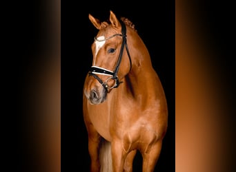 German Riding Pony, Stallion, 4 years, 14.2 hh, Dun
