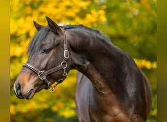 German Riding Pony, Stallion, 4 years, 14.2 hh, Smoky-Black