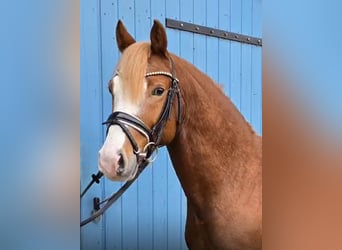 German Riding Pony, Stallion, 4 years, 14 hh