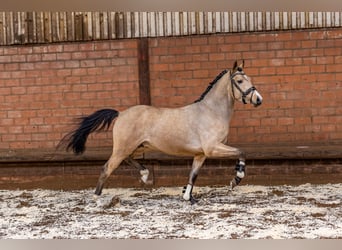 German Riding Pony, Stallion, 4 years, 14 hh, Dun