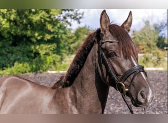 German Riding Pony, Stallion, 4 years, 14 hh, Grullo