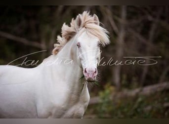 German Riding Pony, Stallion, 4 years, 14 hh, Palomino