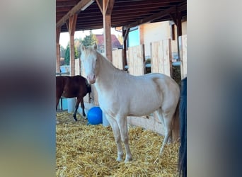 German Riding Pony, Stallion, 4 years, 14 hh, Perlino