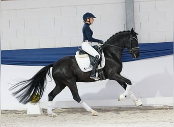 German Riding Pony, Stallion, 4 years, 14,1 hh, Black