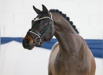German Riding Pony, Stallion, 4 years, 14,1 hh, Brown