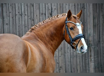 German Riding Pony, Stallion, 4 years, 14,1 hh, Chestnut-Red