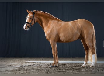 German Riding Pony, Stallion, 4 years, 14,1 hh, Chestnut-Red