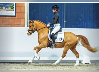 German Riding Pony, Stallion, 4 years, 14,1 hh, Chestnut-Red