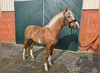 German Riding Pony, Stallion, 4 years, 14,1 hh, Palomino