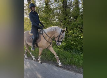 German Riding Pony, Stallion, 4 years, 14,2 hh, Palomino