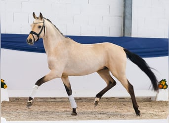 German Riding Pony, Stallion, 4 years, 14,3 hh, Dun