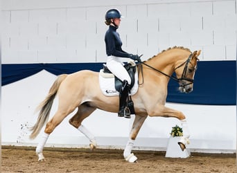 German Riding Pony, Stallion, 4 years, 15.3 hh, Dun