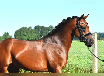 German Riding Pony, Stallion, 4 years, 15 hh, Brown