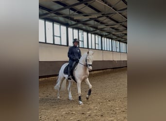 German Riding Pony, Stallion, 4 years, 15 hh, Perlino