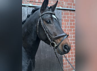 German Riding Pony, Stallion, 4 years, Bay-Dark