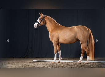 German Riding Pony, Stallion, 4 years, Chestnut-Red