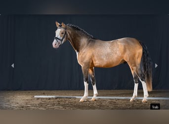 German Riding Pony, Stallion, 4 years, Dun