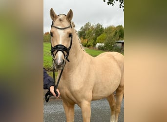 German Riding Pony, Stallion, 4 years, Palomino