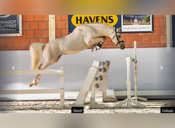 German Riding Pony, Stallion, 4 years, Palomino