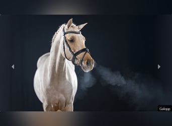 German Riding Pony, Stallion, 4 years, Palomino