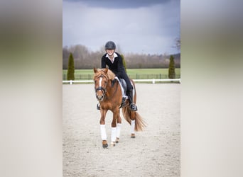 German Riding Pony, Stallion, 5 years, 14.1 hh, Chestnut-Red