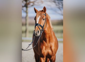 German Riding Pony, Stallion, 5 years, 14.1 hh, Chestnut-Red