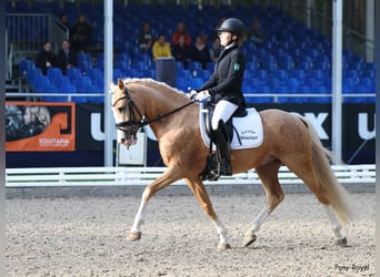 German Riding Pony, Stallion, 5 years, 14.1 hh, Palomino
