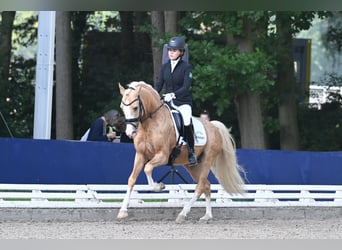 German Riding Pony, Stallion, 5 years, 14.1 hh, Palomino
