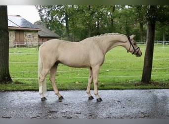 German Riding Pony, Stallion, 5 years, 14.1 hh, Palomino