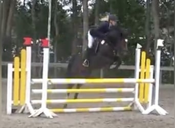 German Riding Pony, Stallion, 5 years, 14,1 hh, Smoky-Black