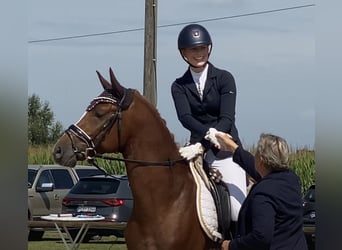 German Riding Pony, Stallion, 5 years, 14.2 hh, Chestnut-Red