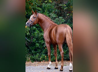 German Riding Pony, Stallion, 5 years, 14.2 hh, Chestnut-Red