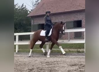 German Riding Pony, Stallion, 5 years, 14.2 hh, Chestnut-Red