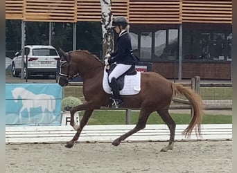 German Riding Pony, Stallion, 5 years, 14.2 hh, Chestnut-Red