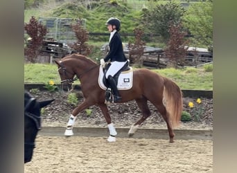 German Riding Pony, Stallion, 5 years, 14.2 hh, Chestnut-Red