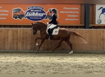 German Riding Pony, Stallion, 5 years, 14.2 hh, Chestnut-Red