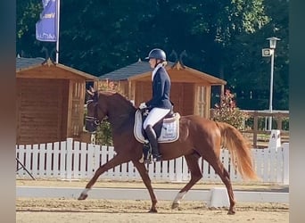 German Riding Pony, Stallion, 5 years, 14.2 hh, Chestnut-Red