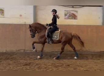 German Riding Pony, Stallion, 5 years, 14.2 hh, Chestnut-Red