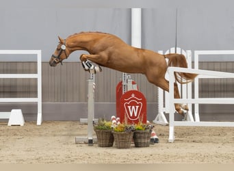 German Riding Pony, Stallion, 5 years, 14.2 hh, Chestnut-Red