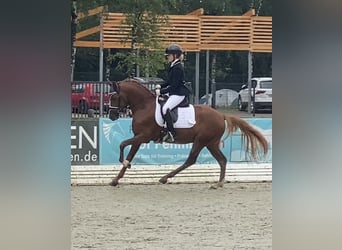 German Riding Pony, Stallion, 5 years, 14.2 hh, Chestnut-Red