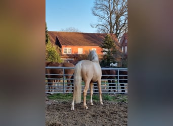 German Riding Pony, Stallion, 5 years, 14.3 hh, Palomino
