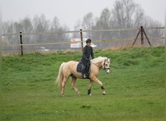 German Riding Pony, Stallion, 5 years, 14.3 hh, Palomino