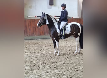 German Riding Pony, Stallion, 5 years, 14.3 hh, Pinto